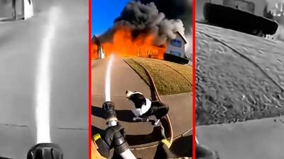  فیلم درخواست کمک سگ برای نجات توله‌ها از آتش
