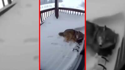  فیلم گرگ و تلاش برای حفظ جان فرزند در بهمن