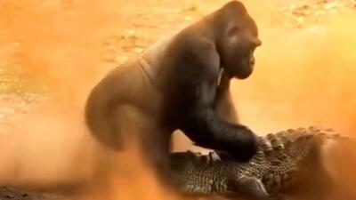  فیلم حمله تمساح به بچه گوریل ساخته‌شده با هوش مصنوعی