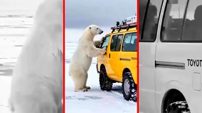  فیلم شبیه سازی کمک انسان ها به حیوانات وحشی