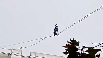 حرکت خطرناک دختر جوان روی سیم‌های بین ساختمان در پاساژ الماس شرق شهریار