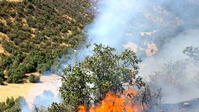 چگونه حریق ۲۰ درصد از جنگل الیت را نابود کرد؟ عوامل انسانی مسئول ۹۰ درصد هستند!