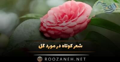  شعر کوتاه در مورد گل 🌷 (اشعار احساسی گل های رنگارنگ)