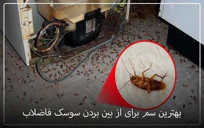  تبلیغات/ روش های کنترل سوسک فاضلاب