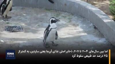 مرگ دردناک ۱۰ هزار پنگوئن آفریقایی+ ویدئو