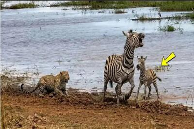 شاهکار حیات وحش؛ خر راه راه برای حفظ جون بچش با شیر و پلنگ در میافته