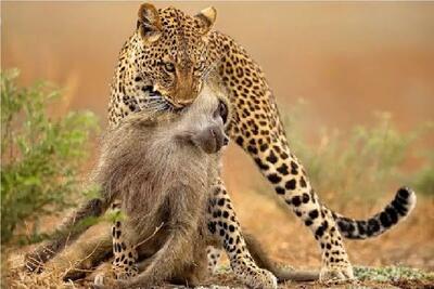  جذابیت حیات وحش؛ یوزپلنگ میمون از درخت میندازه ضربه مغزی شه