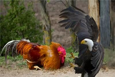 جذابیت حیات وحش؛ خروس غیرتی سز مرغش قادره روباه، سگ و حتی عقاب را منفجر کند