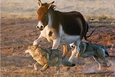  مستند حیات وحش؛ خر که با یه ضربه گرگ روانه آسمون کرد