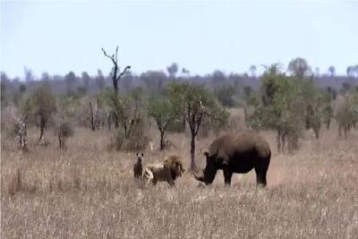 جذابیت حیات وحش؛ شیر همه جرعتش رو جمع میکنه جلو کرگدن کم نیاره