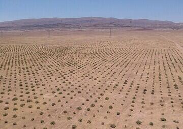  آغاز اجرای طرح مهار گرد و غبار سراجه قم با نهال‌کاری ۲۰۰ هکتاری