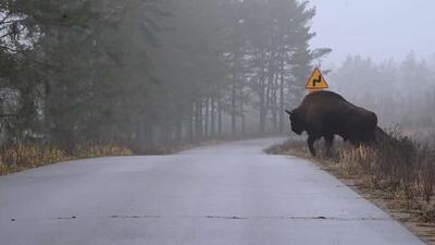  گاومیش کوهان‌دار بعد از بررسی جاده به بقیه گله اجازه عبور از خیابان را داد