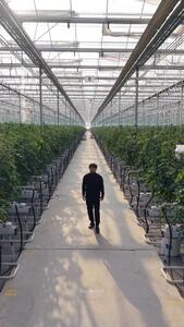 گلخانه 5 هکتاری در کردستان که با زنبورها کنترل می شود