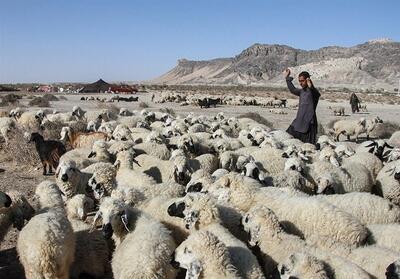 نگاهی به پشت پرده بحران دامداری در سیستان/ گرانی نهاده دام مولد را نابود کرد   فیلم - تسنیم