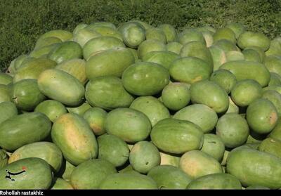 یلدا با طعم هندوانه میناب؛ برداشت محصول خارج از فصل آغاز شد - تسنیم