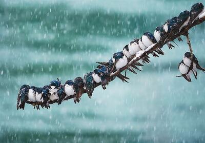 هواشناسی ایران1404/9/22؛بارش برف و باران در 16 استان/ هشدار کاهش محسوس دما - تسنیم