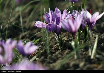 رونمایی از راهبرد کشاورزی کم آب در مازندران/ کشت طلای سرخ در شمال ایران - تسنیم