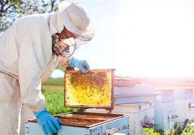 چهارمحال و بختیاری دارای 304 هزار کلنی زنبور عسل است - تسنیم