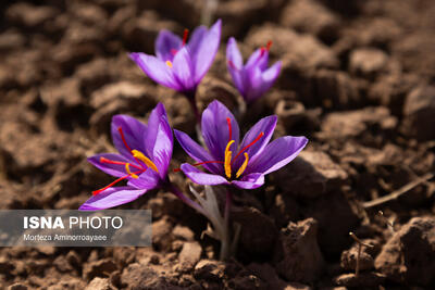 طلای سرخ نیشابور