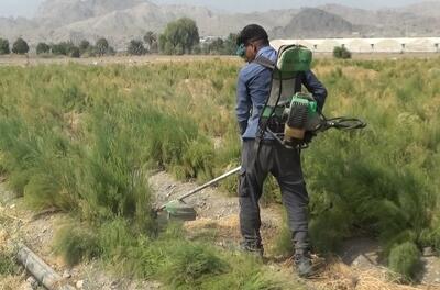 آغاز برداشت مارچوبه در رودان