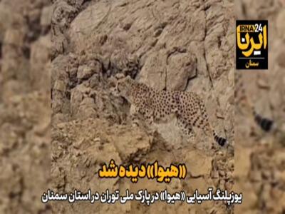  مشاهده «هیوا» یوزپلنگ آسیایی در پارک ملی توران