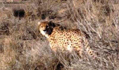 «هیوا» دیده شد