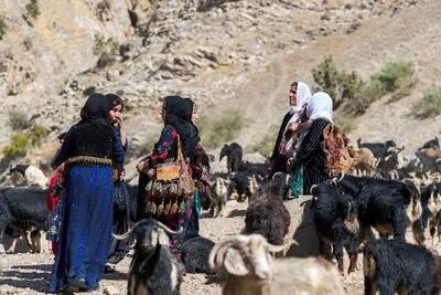  لحظات پرهیجان نجات یک قوچ از زیر آوار در هورامان