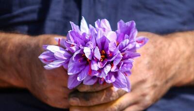 قیمت هرکیلو زعفران به حدود ۱۸۰ میلیون تومان رسید