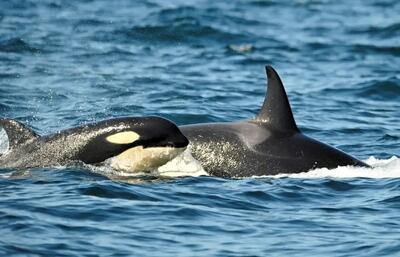  همکاری شکار اورکاها و دلفین‌ها در سواحل بریتیش کلمبیا (فیلم)