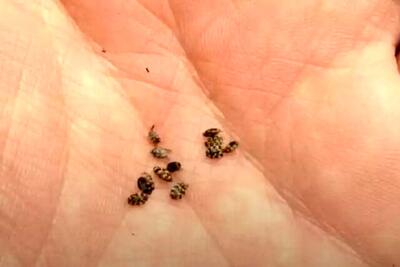 سوسک فرش چیست و از کجا میاد؟