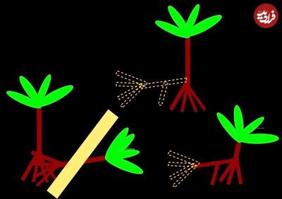 درختی که «پا» دارد و بعضی‌ها می‌گویند «راه می‌رود»