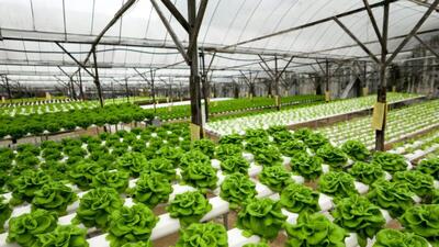  توسعه کشت‌های گلخانه‌ای؛ فعالیت ۲۵ هکتار گلخانه در شهرستان قزوین