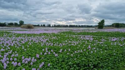 پیشروی شیطان آبی در مازندران/ خطر نابودی آب‌بندان ها را باید جدی بگیریم