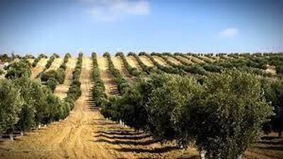  تحول در تولید زیتون با بهره‌گیری از دانش روز و فناوری‌های نوین