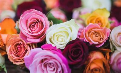  معنی تعداد گل رز برای هدیه دادن