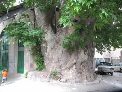 قربانی شدن درختان کهنسال تهران بر اثر تعلل شهرداری در اجرای مصوبه شورا/ پیرهادی: شهرداری هنوز فهرست درختان ارزشمند را تکمیل نکرده است