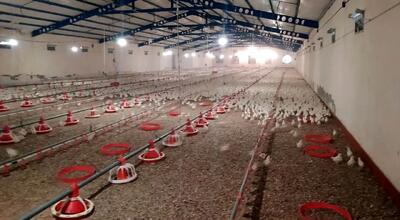 تعیین قیمت جدید تخم‌مرغ+جزئیات