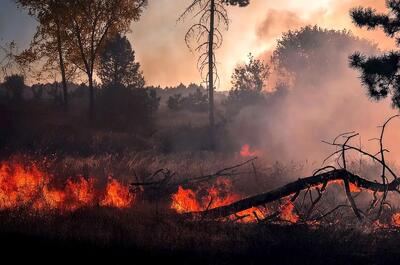 گزارش متناقض مجلس درباره آتش‌سوزی جنگل الیت