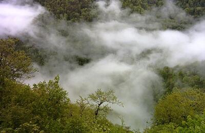 پاسخ تند سازمان محیط‌زیست به گزارش مجلس درباره آتش‌سوزی جنگل‌های الیت