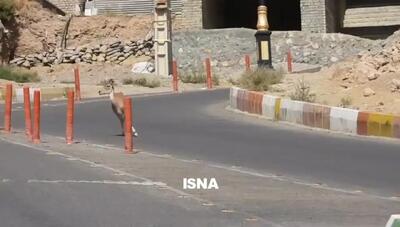 خشکسالی‌ کل و قوچ‌های تپال را به معابر شهری کشاند