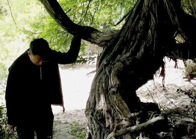 (عکس) قدیمی‌ترین درخت انگور جهان