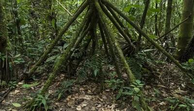 درخت‌هایی که پا دارند و راه می‌روند! | عکس