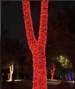 ماجرای درختان نورانی در پارک ملت چیست؟