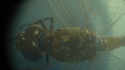 نبض پژوهش در مشهد