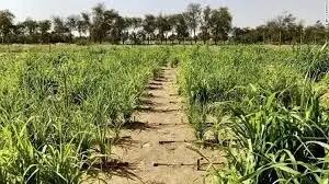  بیابان‌ های امارات چگونه به سرزمین‌ های سبز تبدیل شدند