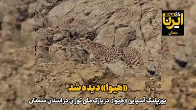  فیلم | «هیوا» دیده شد