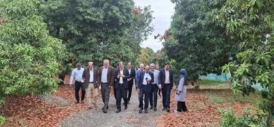 معاون وزیر جهادکشاورزی: نوسازی باغ‌های هرمزگان با ارقام تجاری و مقاوم در دستور کار است