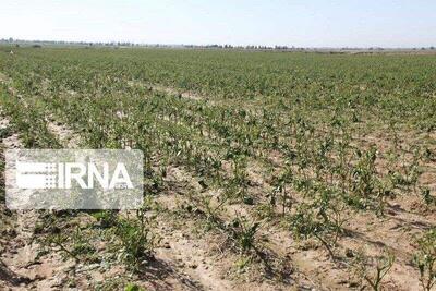  پژوهش تنها راه نجات دیمزارها از خشکسالی