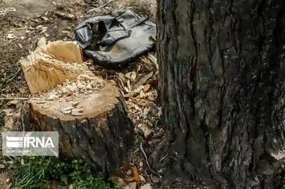 قطع تعدادی درخت در گلسار رشت |فیلم