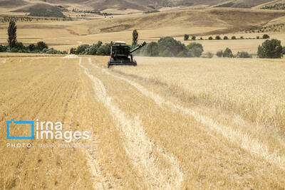 فرصت تجارت گندم با قزاقستان/ پیمان سپاری ارزی چالش اصلی صادرکنندگان